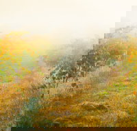 Poonawatta - Accommodation Gold Coast