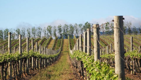 Philip Shaw Wines - 1 Gold Coast 1