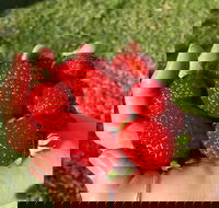 Beechworth Berries - Gold Coast 4U