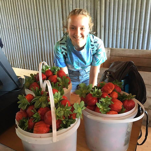 Beechworth Berries - Gold Coast 4U 1