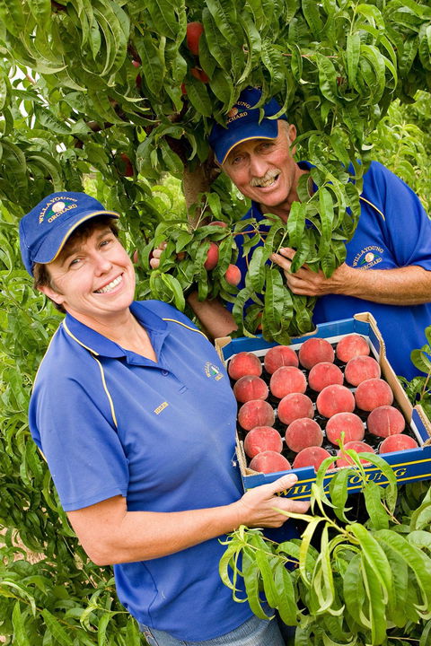 Willayoung Orchard - Gold Coast 4U 0
