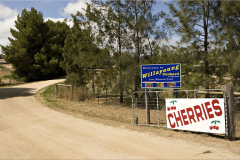 Willayoung Orchard - Gold Coast 4U 1