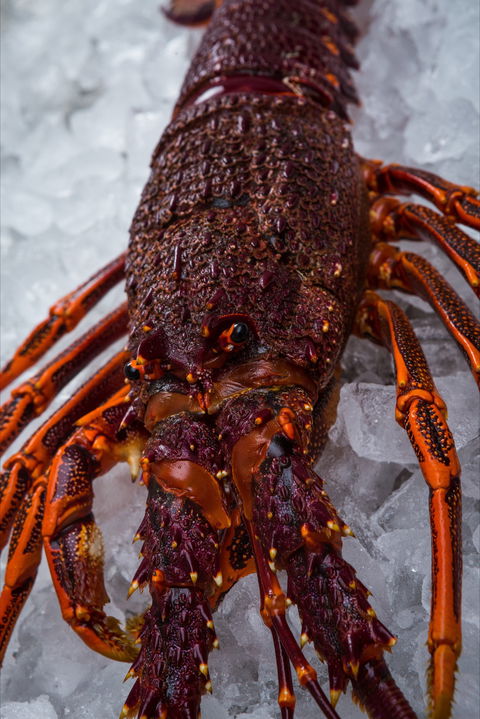 Lobster Shack Tasmania - Accommodation Gold Coast 0