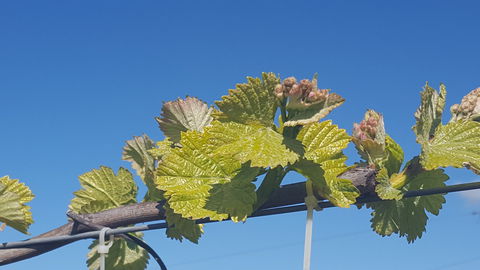 Highland Heritage Cellar Door - Accommodation Gold Coast 2