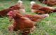 Holbrook Paddock Eggs - thumb 0