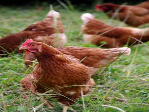 Holbrook Paddock Eggs - Gold Coast 4U 0