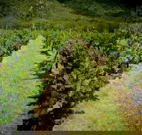 Gartelmann Wines - Accommodation Gold Coast