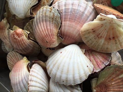 Mi Shells Seafood - 1 Gold Coast 1