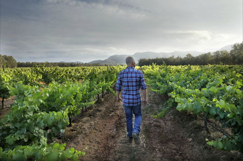 Thomas Wines - Accommodation Gold Coast 2