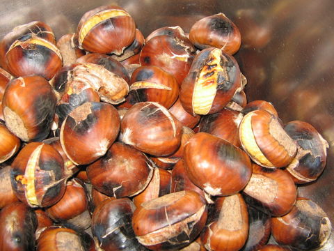 Tweenhills Chestnuts - Gold Coast 4U 0