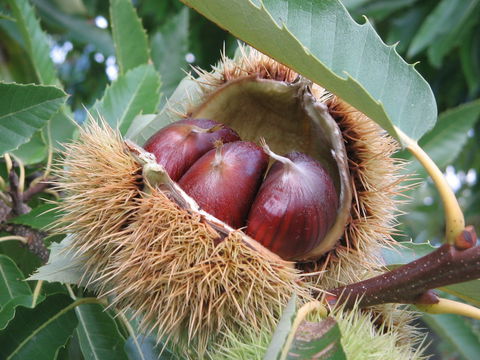 Tweenhills Chestnuts - Gold Coast 4U 1
