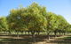 Tweenhills Chestnuts - thumb 2