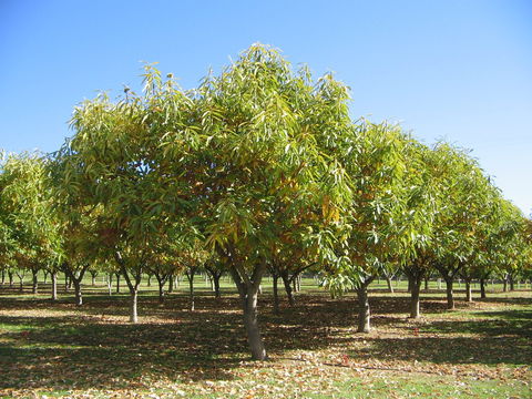 Tweenhills Chestnuts - Gold Coast 4U 2
