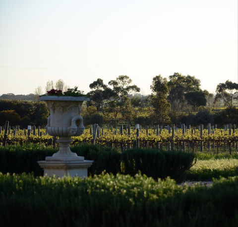 Angas Plains Wines Cellar Door - 1 Gold Coast 1