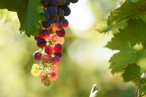 Raleigh Winery - Accommodation Gold Coast 0