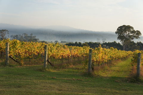 Rusty Fig Wines - Accommodation Gold Coast 1