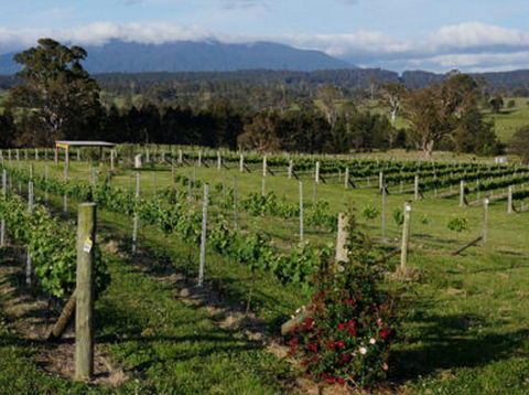 Rusty Fig Wines - Accommodation Gold Coast 2