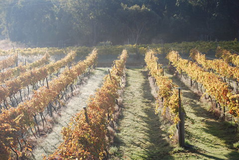 Twisted Gum Wines - Accommodation Gold Coast 1