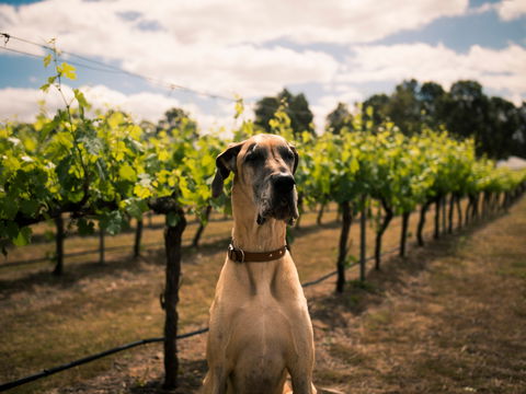 Oakvale Wines - Accommodation Gold Coast 2
