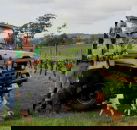 Brook Eden Vineyard - Accommodation Gold Coast