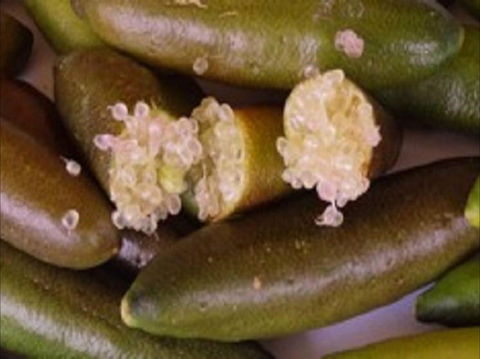 Sandy Creek Olives And Finger Limes - Gold Coast 4U 0