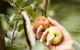 St Ronan's Cider - thumb 0