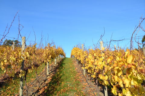 Between The Vines Cellar Door - Gold Coast 4U 1