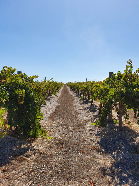 Ulster Park Wines - Accommodation Gold Coast 2