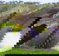 Hart of the Barossa - Gold Coast 4U