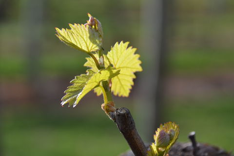 Serengale Vineyard - Gold Coast 4U 0