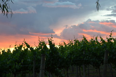 Serengale Vineyard - Gold Coast 4U 1