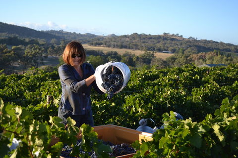 Serengale Vineyard - Gold Coast 4U 2
