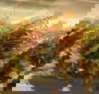 The Swing Bridge Cafe and Boathouse - Accommodation Gold Coast