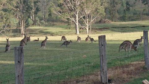 Mistletoe Winery - Accommodation Gold Coast 1