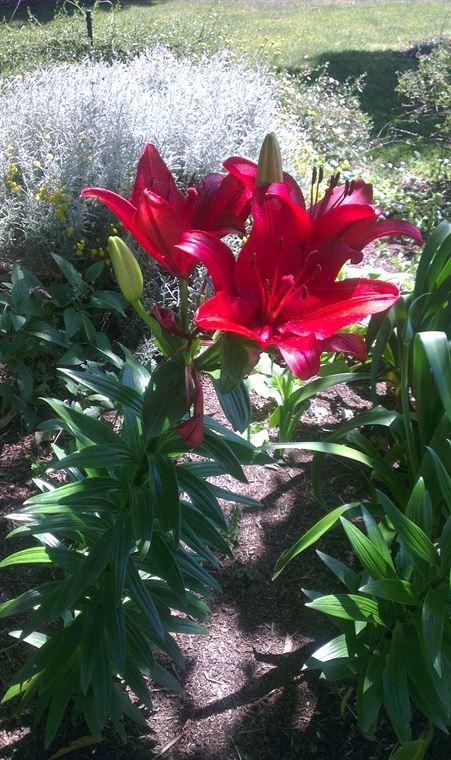 Bluebush Cafe - Accommodation Gold Coast 10