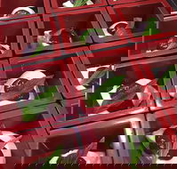 Zen Japanese Restaurant - Accommodation Gold Coast