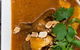 Sing's Asian Kitchen Rosalie - thumb 4