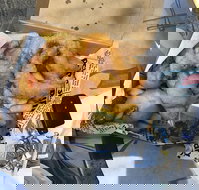 Chef's Catch - Accommodation Gold Coast