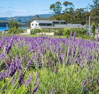 Port Arthur Lavender - Accommodation Gold Coast