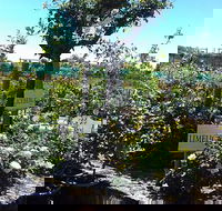 Roworth Rose Nursery - Accommodation Gold Coast