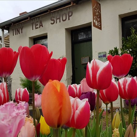 Tiny Tea Shop - Accommodation Gold Coast 0