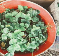 Ieightcake - Accommodation Gold Coast