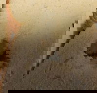 Sugarloaf Baking Co - Accommodation Gold Coast