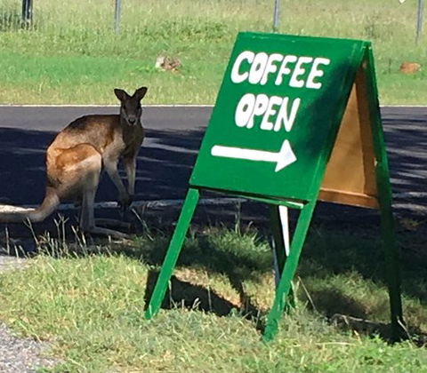 Chillagoe Gallery 29 - 1 Gold Coast 0
