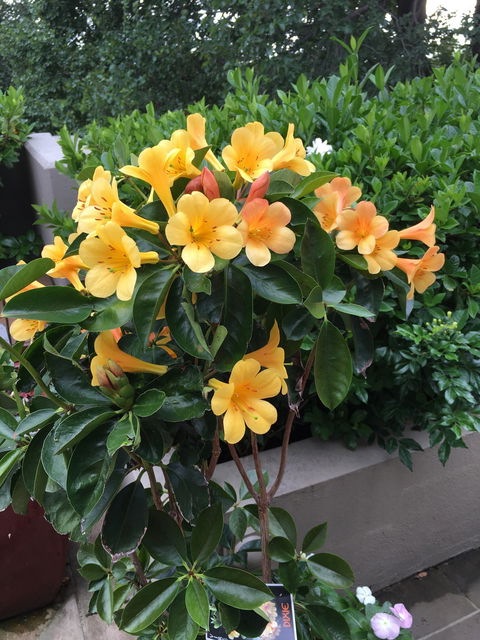 Mermaids - Accommodation Gold Coast 1