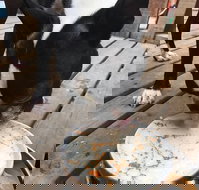 Doghouse - Accommodation Gold Coast