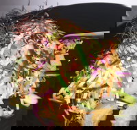 Frankie - Accommodation Gold Coast