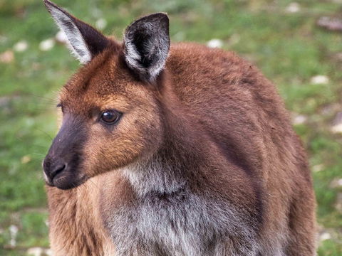 Mercure Kangaroo Island Lodge - Gold Coast 4U 15