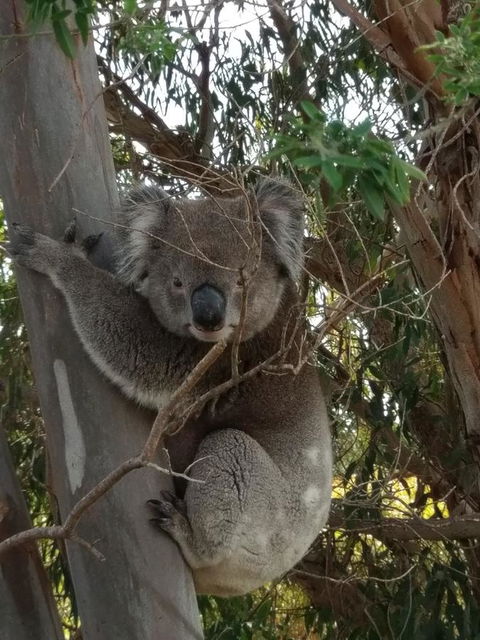 Lost In The Vines - Gold Coast 4U 29