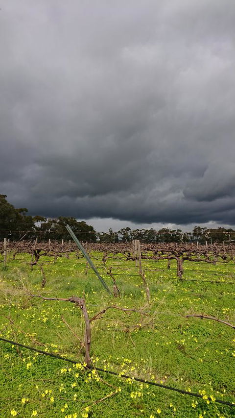 Lost In The Vines - Gold Coast 4U 27